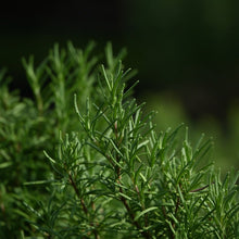 Rosemary Seeds - Verdseeds