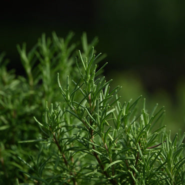 Rosemary Seeds - Verdseeds
