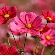 Rouge red Cosmos Seeds - Verdseeds