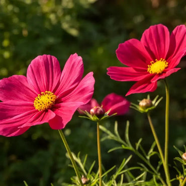 Rouge red Cosmos Seeds - Verdseeds