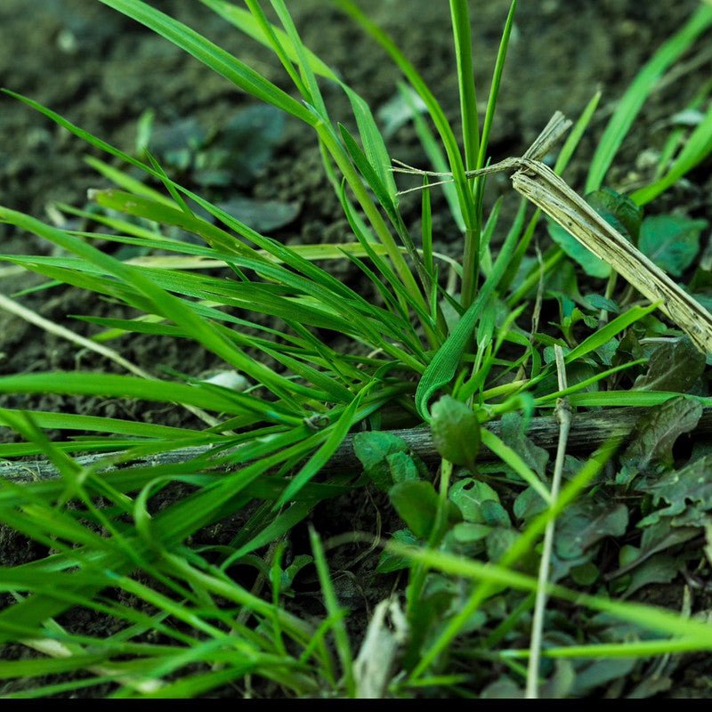 Rough Bluegrass Seeds - Verdseeds