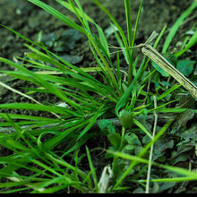 Rough Bluegrass Seeds - Verdseeds