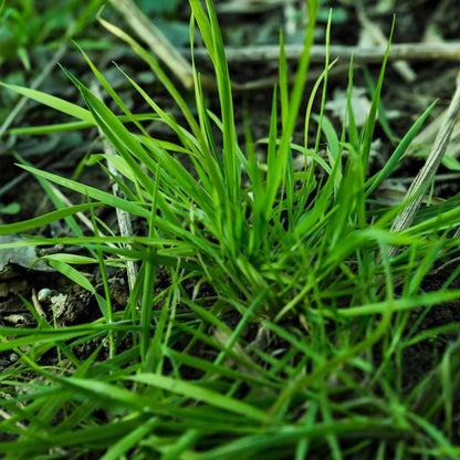 Rough Bluegrass Seeds - Verdseeds