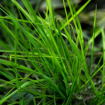 Rough Bluegrass Seeds - Verdseeds