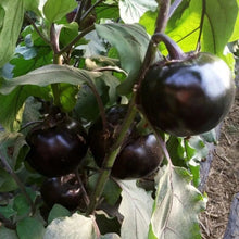 Round Eggplant Seeds - Verdseeds
