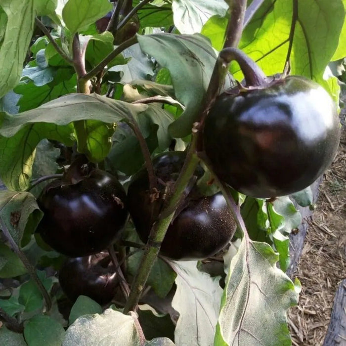 Round Eggplant Seeds - Verdseeds