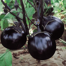 Round Eggplant Seeds - Verdseeds