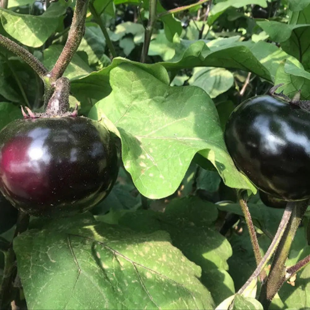 Round Eggplant Seeds - Verdseeds