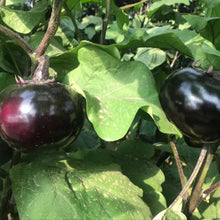 Round Eggplant Seeds - Verdseeds