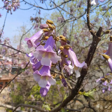 Royal Paulownia Seeds - Verdseeds