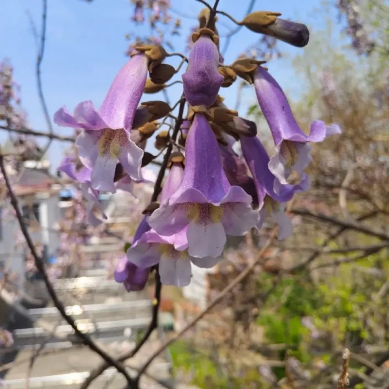 Royal Paulownia Seeds - Verdseeds