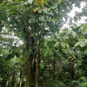 Rubber Tree Seeds - Verdseeds
