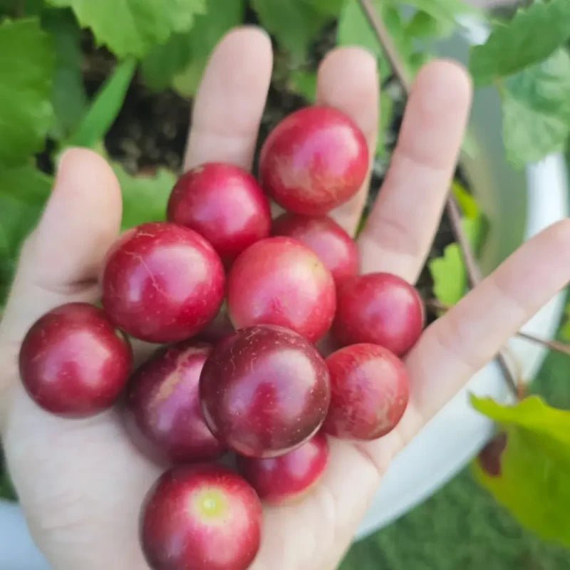 Ruby Grape Seeds - Verdseeds