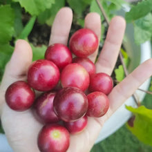 Ruby Grape Seeds - Verdseeds