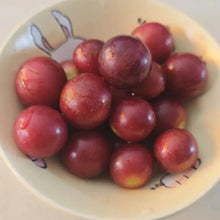 Ruby Grape Seeds - Verdseeds