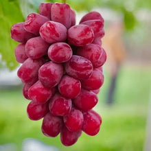 Ruby Grape Seeds - Verdseeds