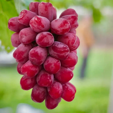 Ruby Grape Seeds - Verdseeds