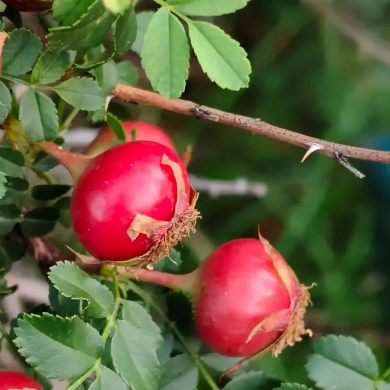 Rugosa Rose Seeds - Verdseeds