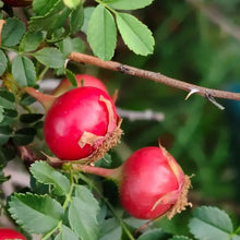 Rugosa Rose Seeds - Verdseeds