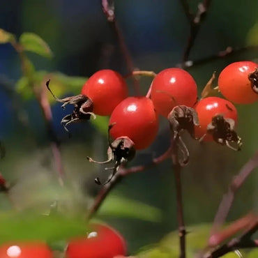 Rugosa Rose Seeds - Verdseeds