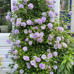 Ruriokoshi Clematis Seeds - Verdseeds
