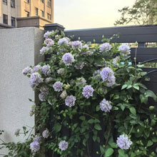 Ruriokoshi Clematis Seeds - Verdseeds