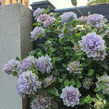 Ruriokoshi Clematis Seeds - Verdseeds