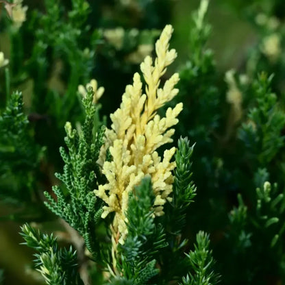 Golden Arborvitae Seeds