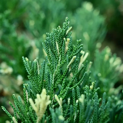 Golden Arborvitae Seeds