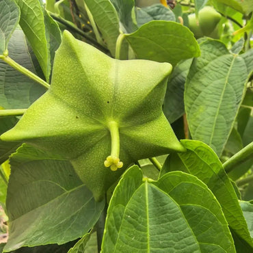 Sacha Inchi Seeds - Verdseeds