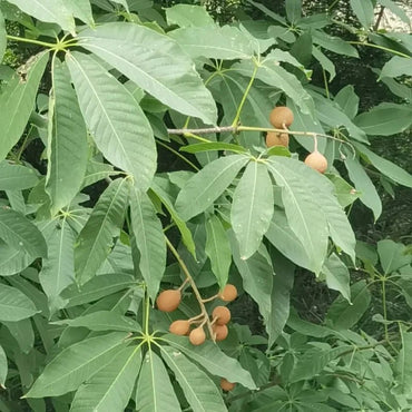 Sacred Fig Seeds - Verdseeds