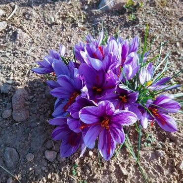 Saffron Crocus Seeds - Verdseeds