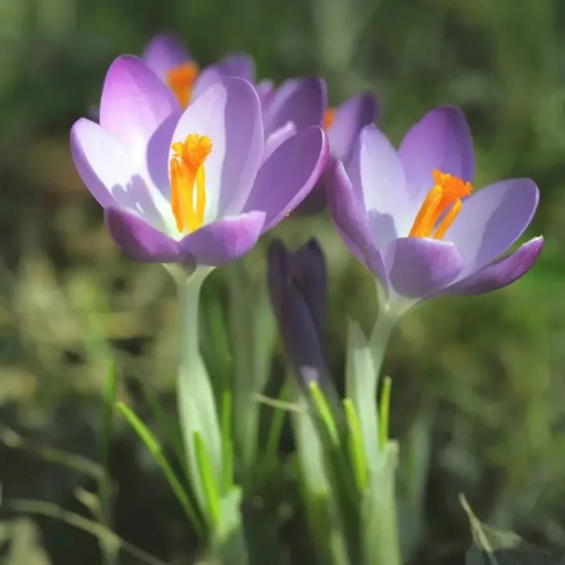 Saffron Crocus Seeds - Verdseeds