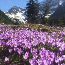 Saffron Crocus Seeds - Verdseeds