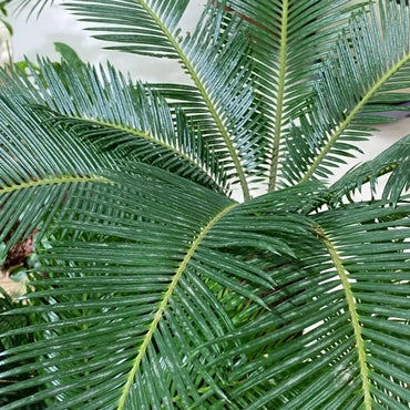 Sago Palm Seeds - Verdseeds