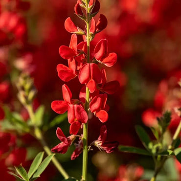 Sainfoin Seeds - Verdseeds