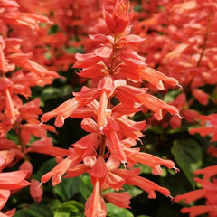 Salvia splendens 'Oscar' Salmon Red Seeds - Verdseeds