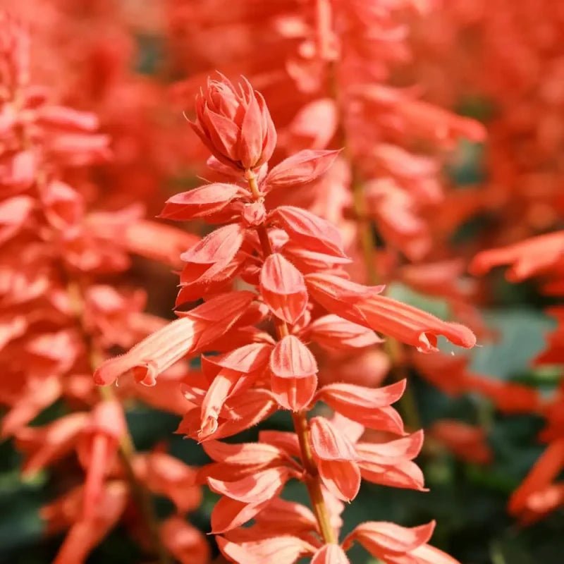 Salvia splendens 'Oscar' Salmon Red Seeds - Verdseeds