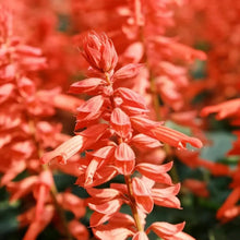 Salvia splendens 'Oscar' Salmon Red Seeds - Verdseeds