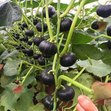 Sandy Pink Tomato Seeds - Verdseeds