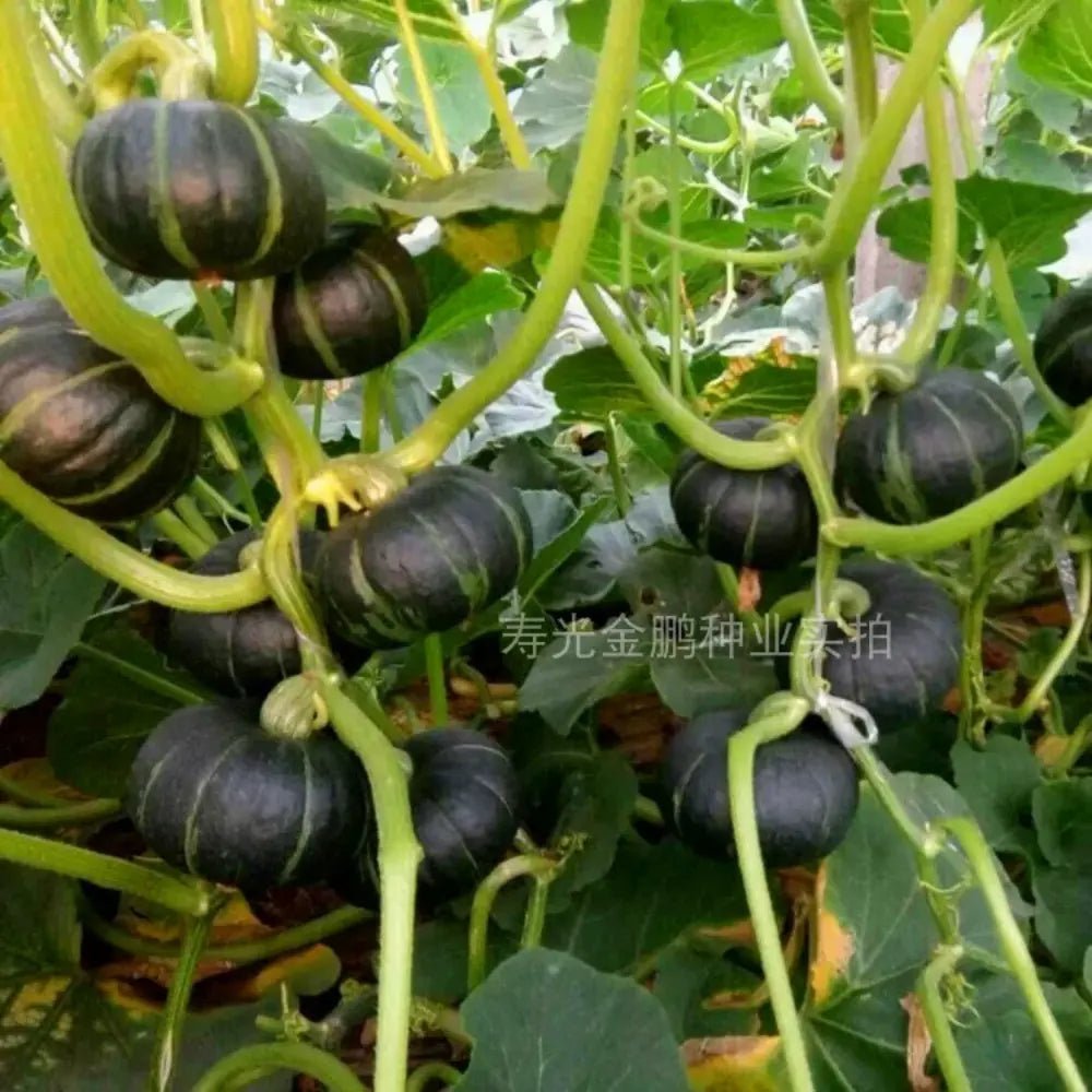 Sandy Pink Tomato Seeds - Verdseeds