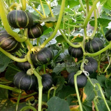 Sandy Pink Tomato Seeds - Verdseeds