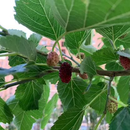 Mulberry Seeds