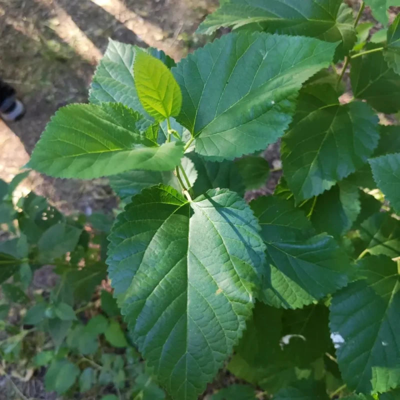 Mulberry Seeds