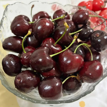 Santina Sweet Cherry Seeds - Verdseeds