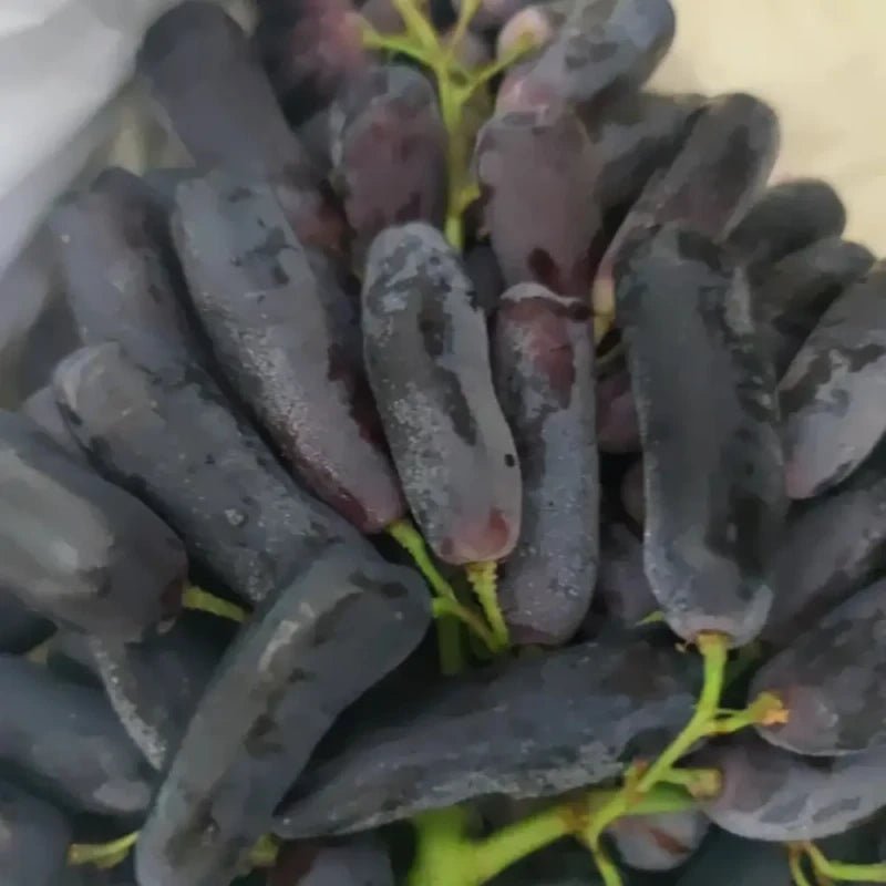 Sapphire Grape Seeds - Verdseeds