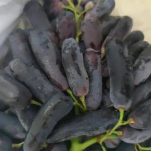 Sapphire Grape Seeds - Verdseeds