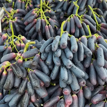 Sapphire Grape Seeds - Verdseeds