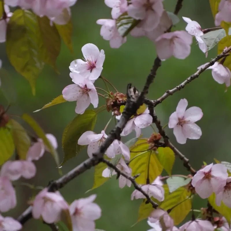Sargent Flowering Cherry Seeds - Verdseeds