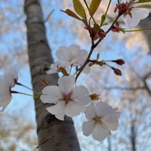 Sargent Flowering Cherry Seeds - Verdseeds